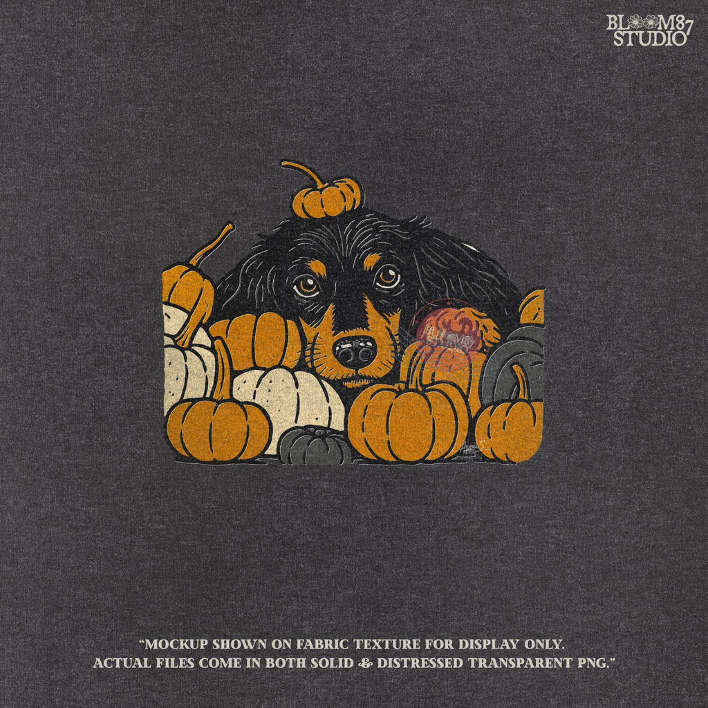 Long-haired dachshund surrounded by fall pumpkins in orange, cream, and gray tones, perfect for autumn sublimation designs and shirts